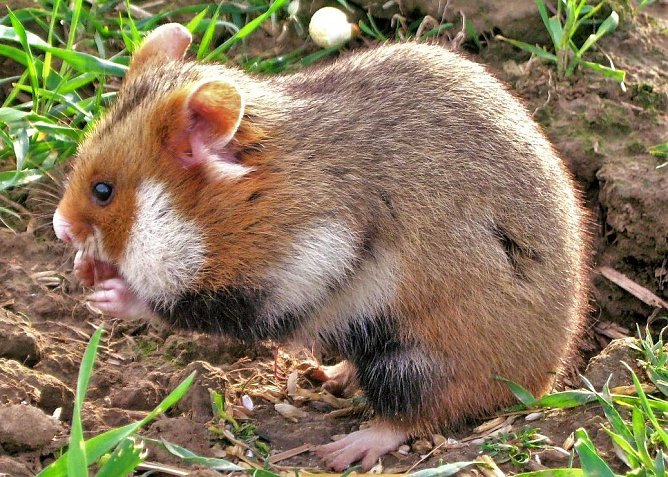 Feldhamster (Foto: Agnieszka Szeląg)