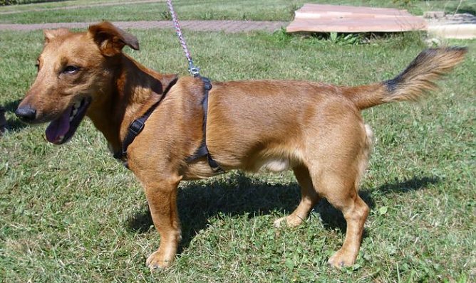 Barni (Foto: Knust) Barni (Foto: Knust)