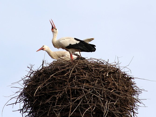 Storchenpaar in Windehausen (Foto: Nancy Hoffmann)