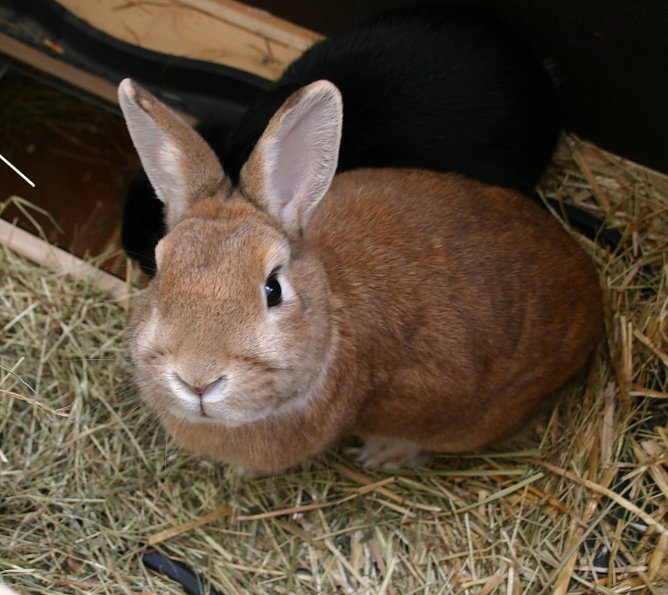 Weder auf dem Teller, noch als Geschenk (Foto: Tierschutzbund)