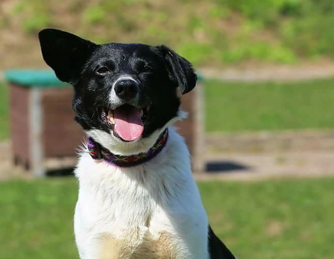 Tier der Woche: Lisa (Foto: Tierheim Nordhausen)