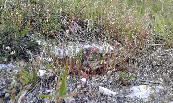 Lichte, w&auml;rmeliebende Geb&uuml;sche  (Foto: B. Schwarzberg)