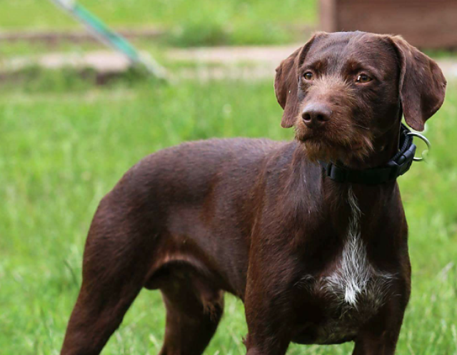 Tier der Woche: Harry (Foto: Tierheim Nordhausen)