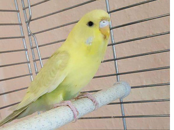 Tier der Woche: Lea (Foto: Tierheim Nordhausen)