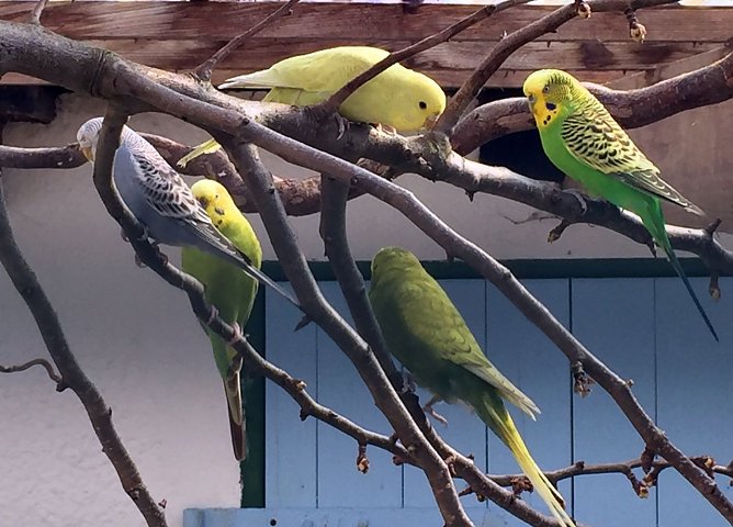 Wellensittiche artgerecht halten (Foto: Tierschutzbund)