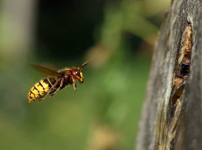 Bisher hat es das Jahr mit Hornissen und Wespen nicht gut gemeint (Foto: Leo/fokus-natur.de)