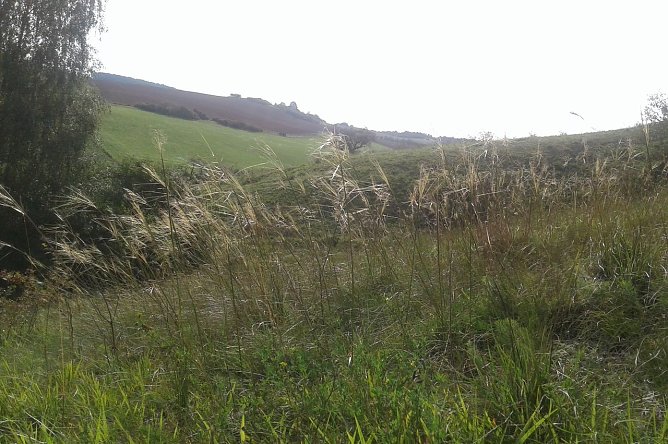 Pfriemengras (Stipa capillata) im Alten Stolberg (Foto: B. Schwarzberg)