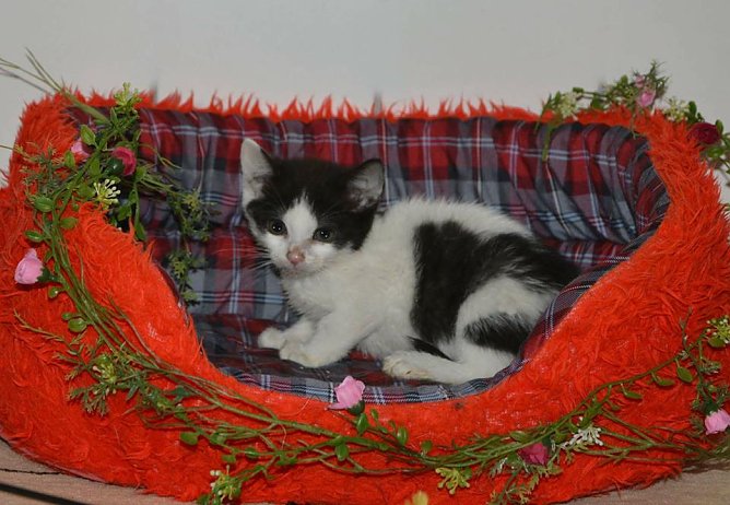 Tier der Woche: Lola (Foto: Tierheim Nordhausen)