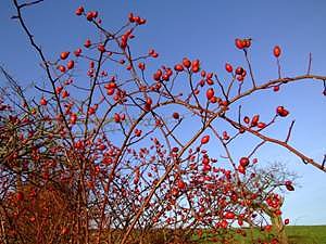 Sonntagswanderung (Foto: Biosph&auml;renreservat Karstlandschaft S&uuml;dharz)