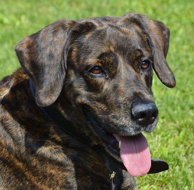 Kessy, die Traumhafte (Foto: Tierheim Nordhausen)