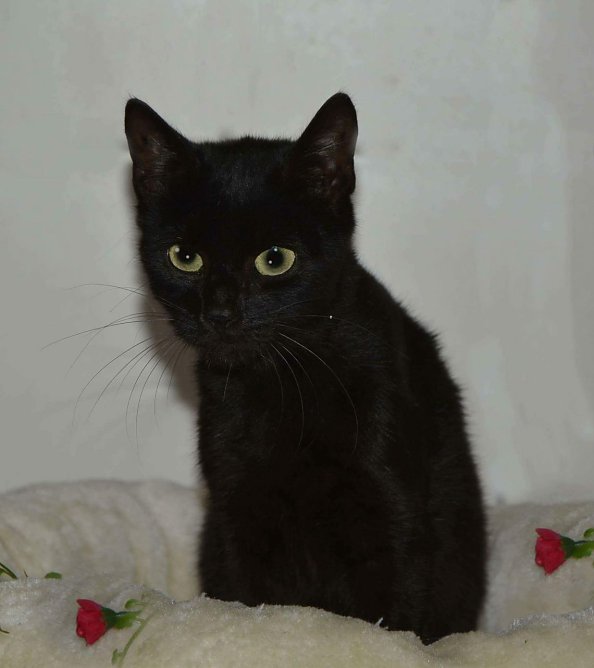 Tier der Woche: Waltraud (Foto: Tierheim Nordhausen)