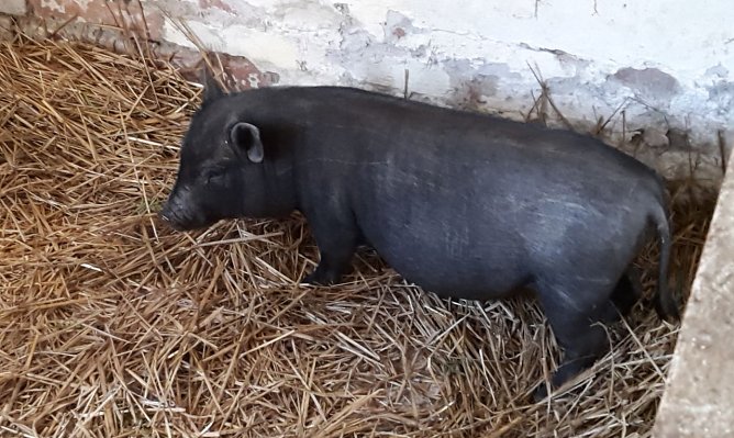 Schweinchen-Besitzer gesucht. (Foto: privat)