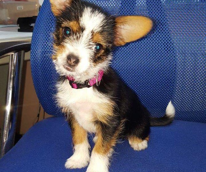 Tier der Woche: Bl&uuml;mchen (Foto: Tierheim Nordhausen)