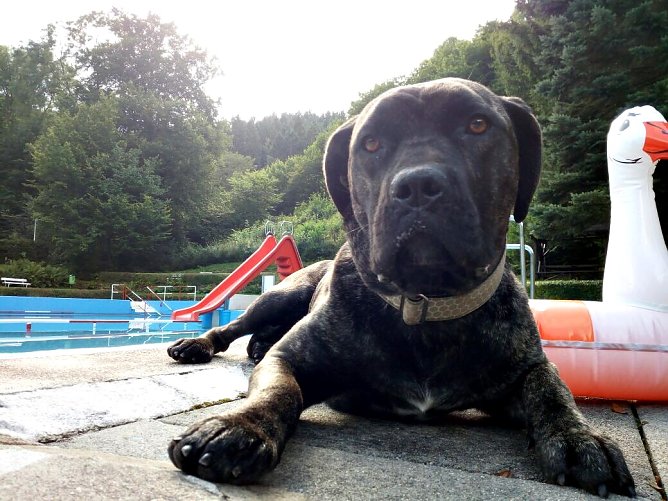 Hundeschwimmtag (Foto: Tino Schneider)