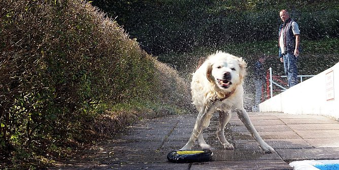 Vierbeiner im Ilfelder Waldbad (Foto: Sandra Witzel)