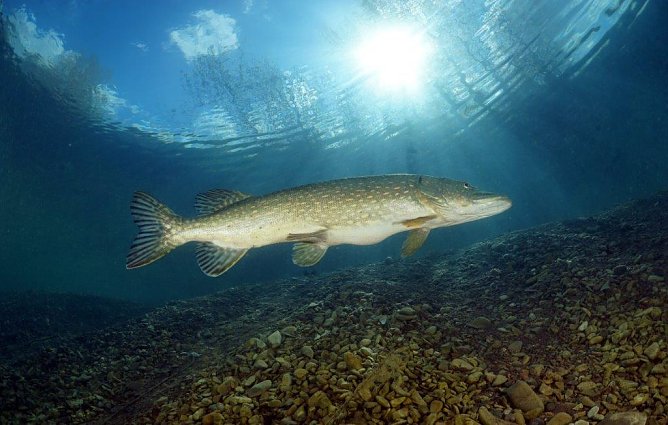 Neben viel Flora und Fauna sollen auch andere Highlights Taucher nach Nordhausen locken (Foto: Tauchsportzentrum Nordhausen)