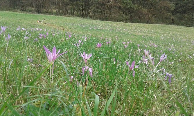 T&ouml;dliche Sch&ouml;nheit (Foto: Bodo Schwarzberg)