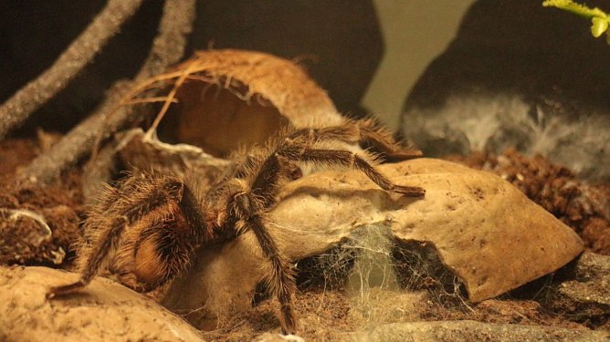 Spinnen- und Insektenschau in Sundhausen (Foto: Angelo Glashagel)