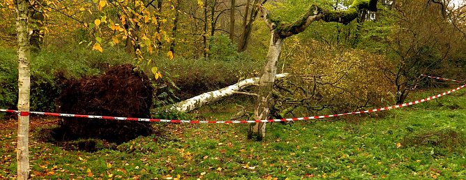 Umgest&uuml;rzter Baum im Stadtpark (Foto: nnz)