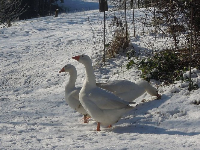 Gänse (Foto: Deutscher Tierschutzbund e.V./Kook) Gänse (Foto: Deutscher Tierschutzbund e.V./Kook)