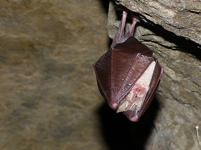 Gl&uuml;ckliche Flederm&auml;use an der Numburg (Foto: Wolfgang Sauerbier)