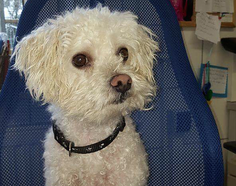 Tier der Woche: Moritz (Foto: Tierheim Nordhausen)