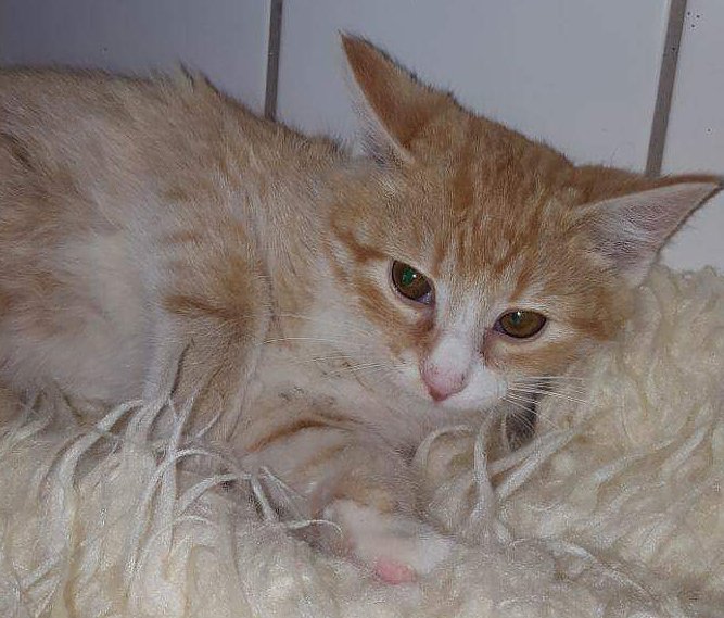 Tier der Woche: Emilio (Foto: Tierheim Nordhausen)