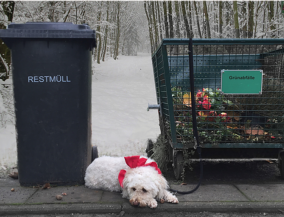 Tierschutzbund warnt vor Tieren als Geschenke (Foto: Deutscher Tierschutzbund e.V.)
