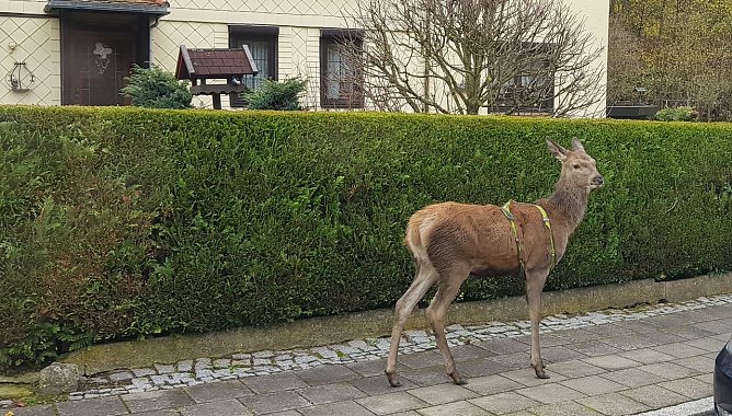 Hirsch unterwegs (Foto: privat)