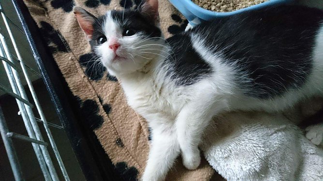 Tier der Woche: Amy (Foto: Tierheim Nordhausen)