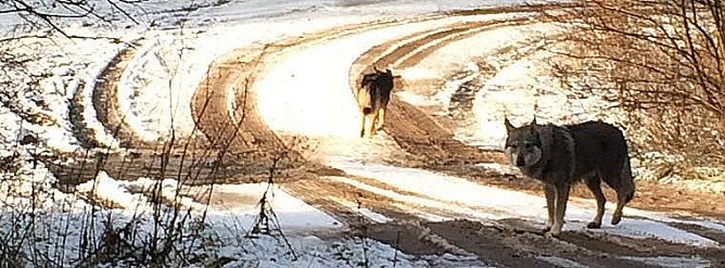 Der Wolf ist im S&uuml;dharz angekommen (Foto: privat)
