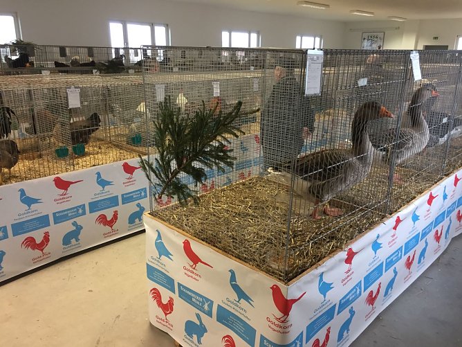 54. Kreisausstellung der Geflügelzüchter (Foto: Udo Hofmann) 54. Kreisausstellung der Geflügelzüchter (Foto: Udo Hofmann)