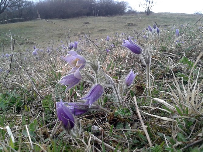 Gemeine Kuhschelle (Foto: Bodo Schwarzberg)