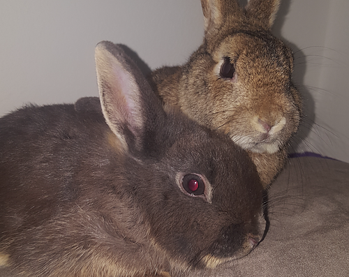 Tier(e) der Woche - Benny und Erich (Foto: Tierheim Nordhausen)