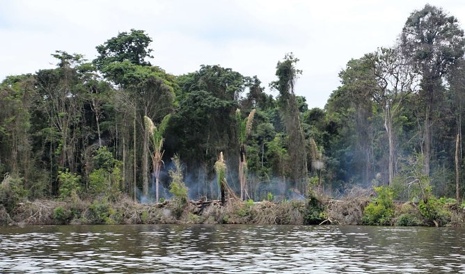 Brandrodung (Foto: Karin Schmauder)