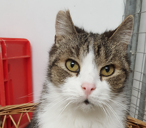 Tier der Woche: Moritz (Foto: Tierheim Nordhausen)