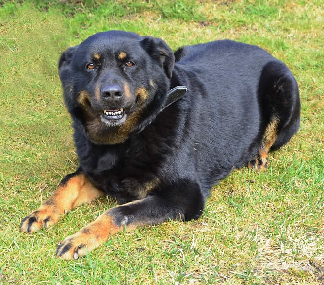 Tier der Woche: Maja (Foto: Tierheim Nordhausen)