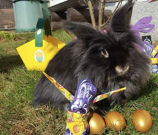 Tier der Woche: Puschel (Foto: Tierheim Nordhausen)