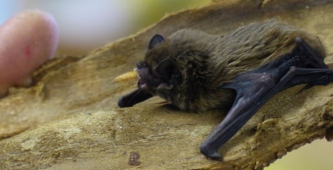 Neues Quartier f&uuml;r Flederm&auml;use (Foto: Landschaftspflegeverband S&uuml;dharz/Kyffh&auml;user)