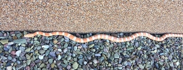 Beim Morgenspaziergang entdeckt (Foto: privat)