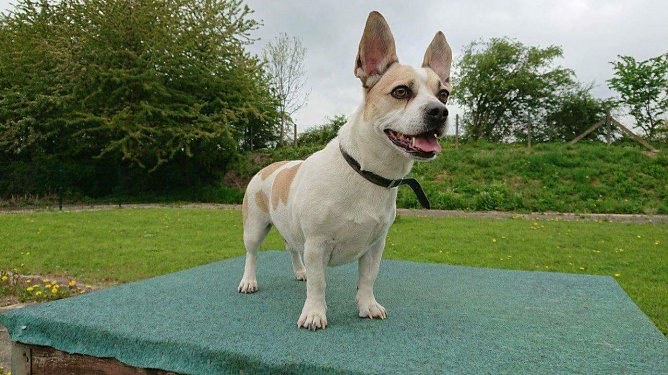 Tier der Woche: Kurt (Foto: Tierheim Nordhausen)