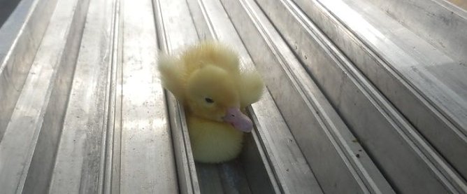 Das K&uuml;ken hatte sich in einer Aluminiumleiste der Fahrzeugverkleidung eingeklemmt (Foto: ZOLL)