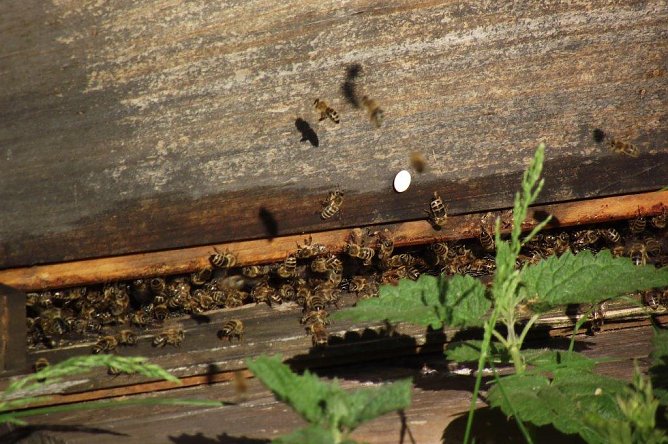 Welch ein Gewimmel vor dem Bienenstock. Im Sommer bewohnen ihn um die 50000 Tierchen. (Foto: Kurt Frank)