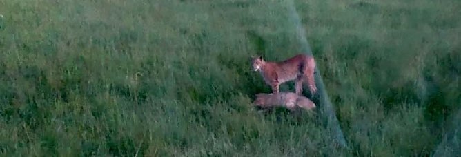 Luchs rei&szlig;t Reh (Foto: A. Grabinsky)