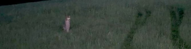 ... und bleib bei Ann&auml;herung des J&auml;gers einfach sitzen (Foto: A. Grabinsky)