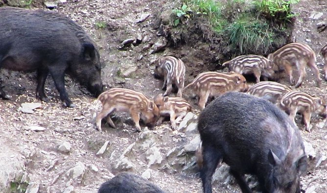 Gro&szlig;e und kleine Schweine (Foto: L. Schubert)