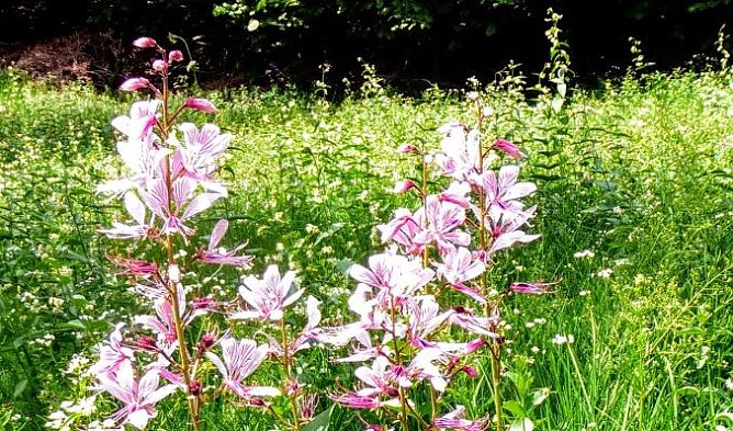 Sommerwetter (Foto: C. Wilhelm)