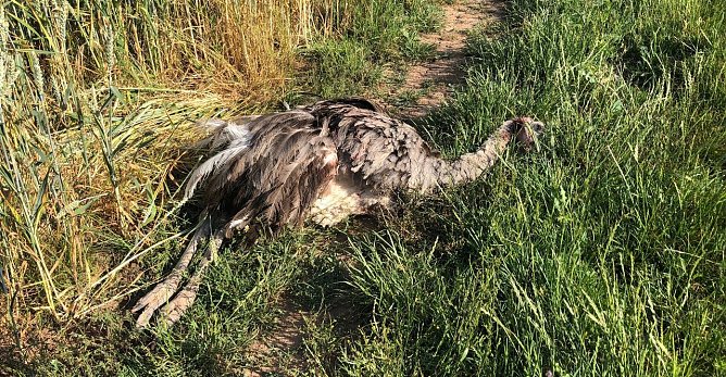 Das Ende einer Flucht (Foto: privat)