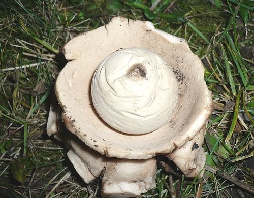 Selten, aber sch&ouml;n (Foto: Hankel)