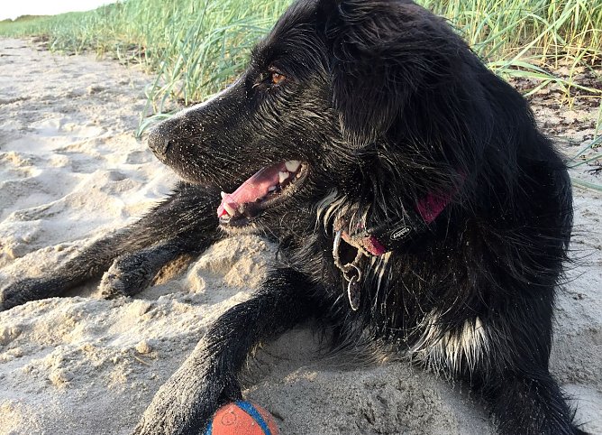 Grunds&auml;tzlich sind Hunde ideale Reisebegleiter, wenn die Reise zu ihren Bed&uuml;rfnissen passt. (Foto: TASSO)